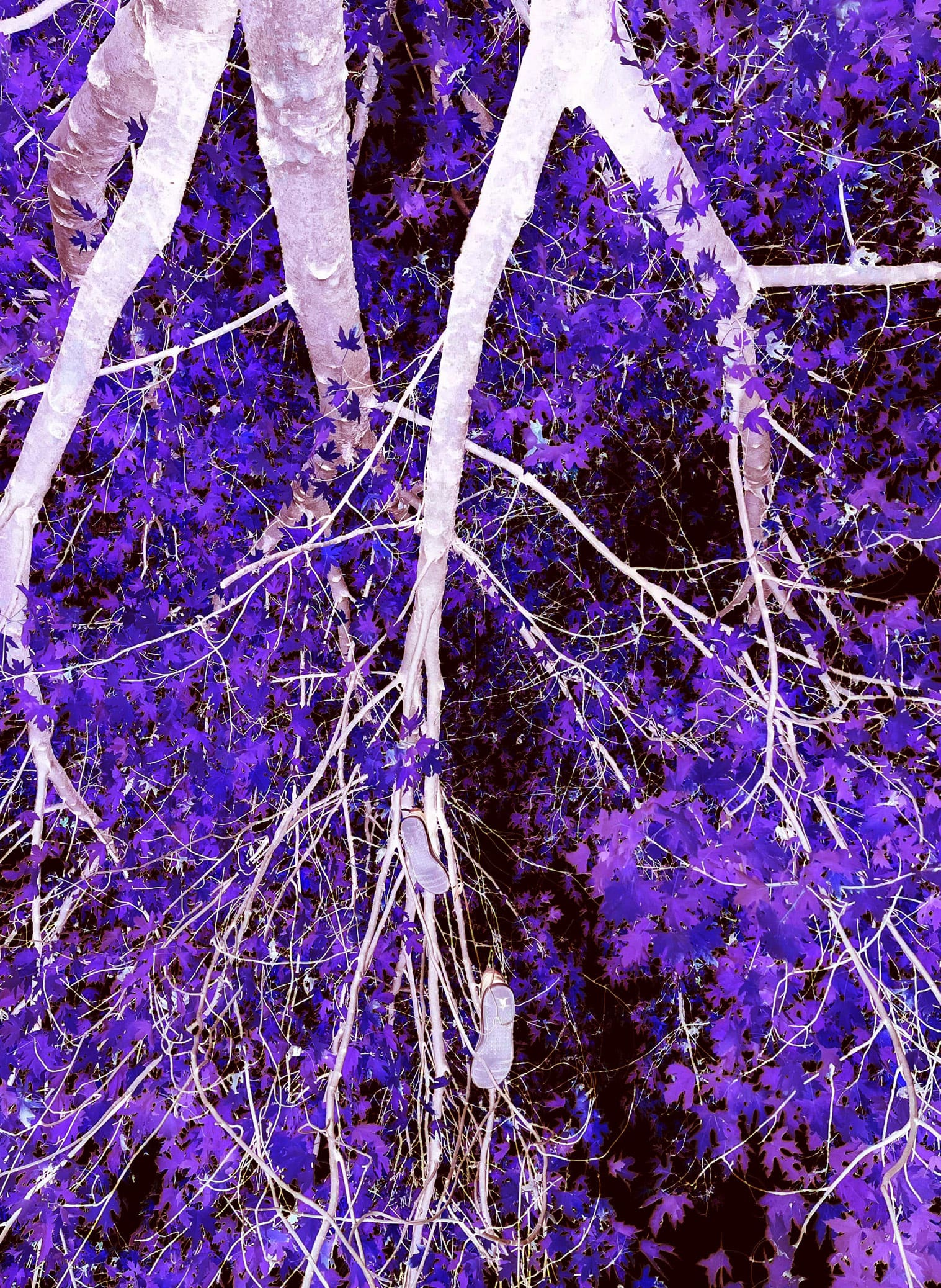 Photo en négatif d'un arbre vu du dessous et sur lequel on peut distinguer une paire de chaussures (le vert des feuilles est alors violet et le ciel claire est d'un noir profond, le tout nervuré de branches de l'arbre originalement marrons mais ici blanches partants du haut de l'image)