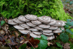 Champignons dans la nature